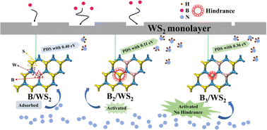 Graphical abstract: Computational investigation of single and multiple boron atom doped WS2 monolayers for superior electrocatalytic reduction of nitrogen