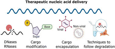 Graphical abstract: Nucleic acid degradation as barrier to gene delivery: a guide to understand and overcome nuclease activity