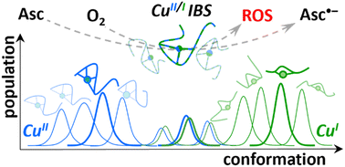 Graphical abstract: Redox processes in Cu-binding proteins: the “in-between” states in intrinsically disordered peptides