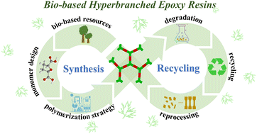 Graphical abstract: Bio-based hyperbranched epoxy resins: synthesis and recycling