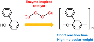 Graphical abstract: Enzyme-inspired catalysts with high activity and selectivity for oxidative polymerization of 2-phenylphenol