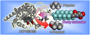 Graphical abstract: Highly selective hydroxylation of gaseous alkanes at the terminal position by wild-type CYP153A33