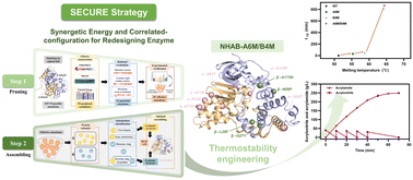 Graphical abstract: Computational thermostability engineering of a nitrile hydratase using synergetic energy and correlated configuration for redesigning enzymes (SECURE) strategy