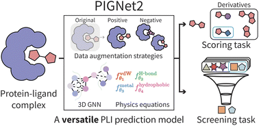Graphical abstract: PIGNet2: a versatile deep learning-based protein–ligand interaction prediction model for binding affinity scoring and virtual screening