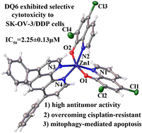 Graphical abstract: Synthesis and anticancer mechanisms of zinc(ii)-8-hydroxyquinoline complexes with 1,10-phenanthroline ancillary ligands