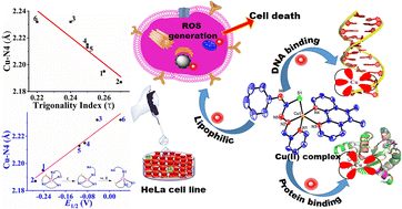 Graphical abstract: Mixed ligand copper(ii)-diimine complexes of 2-formylpyridine-N4-phenylthiosemicarbazone: diimine co-ligands tune the in vitro nanomolar cytotoxicity