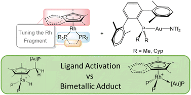 Graphical abstract: Polarized Au(i)/Rh(i) bimetallic pairs cooperatively trigger ligand non-innocence and bond activation