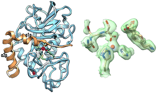 Graphical abstract: Structural insights into latency of the metallopeptidase ulilysin (lysargiNase) and its unexpected inhibition by a sulfonyl–fluoride inhibitor of serine peptidases