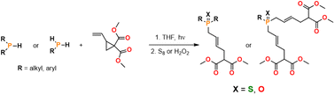 Graphical abstract: UV induced hydrophosphination of dimethyl 2-vinylcyclopropane-1,1-dicarboxylate towards phosphine chalcogenides