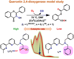 Graphical abstract: Flavonol dioxygenation catalysed by cobalt(ii) complexes supported with 3N(COO) and 4N donor ligands: a comparative study to assess the carboxylate effects on quercetin 2,4-dioxygenase-like reactivity