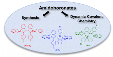 Graphical abstract: Amidoboronates: bringing together the synthesis of BN-heterocycles via a reductive coupling and dynamic covalent chemistry