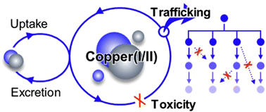 Graphical abstract: Copper trafficking systems in cells: insights into coordination chemistry and toxicity