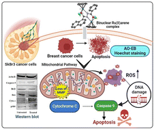 Graphical abstract: Naphthoyl benzhydrazine–decorated binuclear arene Ru(ii) complexes as anticancer agents targeting human breast cancer cells