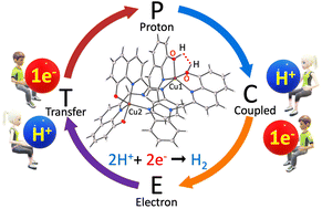 Graphical abstract: Electrocatalytic hydrogen evolution by a dinuclear copper complex and mechanistic elucidation through DFT studies