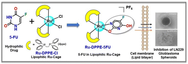 Graphical abstract: Hyphenation of lipophilic ruthenium(ii)-diphosphine core with 5-fluorouracil: an effective metallodrug against glioblastoma brain cancer cells