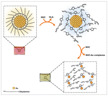 Graphical abstract: Molar excess of coordinating N-heterocyclic carbene ligands triggers kinetic digestion of gold nanocrystals