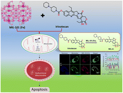 Graphical abstract: Mitochondrial topoisomerase 1 targeted anticancer therapy using irinotecan encapsulated mesoporous MIL-101(Fe) synthesized via a vapour assisted method