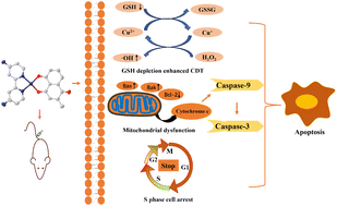 Graphical abstract: Discovery of mitochondrion-targeting copper(ii)-plumbagin and -bipyridine complexes as chemodynamic therapy agents with enhanced antitumor activity