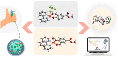 Graphical abstract: Cu(ii) complexes with a salicylaldehyde derivative and α-diimines as co-ligands: synthesis, characterization, biological activity. Experimental and theoretical approach