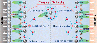 Graphical abstract: Reversible adsorption with oriented arrangement of a zwitterionic additive stabilizes electrodes for ultralong-life Zn-ion batteries