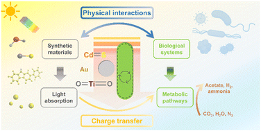 Graphical abstract: Making the connections: physical and electric interactions in biohybrid photosynthetic systems