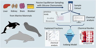 Graphical abstract: Characterizing the marine mammal exposome by iceberg modeling, linking chemical analysis and in vitro bioassays