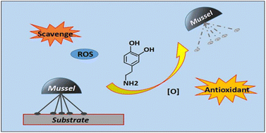 Graphical abstract: Antioxidant N-acetylcysteine removing ROS: an antifouling strategy inspired by mussels