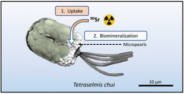 Graphical abstract: Strontium-90 pollution can be bioremediated with the green microalga Tetraselmis chui
