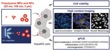 Graphical abstract: Environmentally relevant UV-light weathering of polystyrene micro- and nanoplastics promotes hepatotoxicity in a human cell line