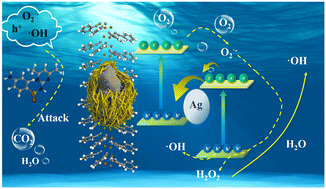 Graphical abstract: An innovative S-scheme PhC2Cu/Ag/Ag2MoO4 photocatalyst for efficient degradation of sulfamethazine antibiotics: heterojunctions and innergenerated-H2O2 promote radical production
