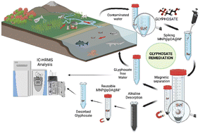 Graphical abstract: Metallic functionalization of magnetic nanoparticles enhances the selective removal of glyphosate, AMPA, and glufosinate from surface water