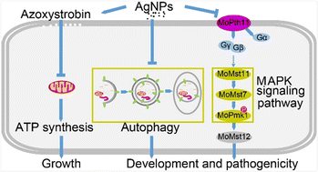 Graphical abstract: Antifungal activity and mechanisms of AgNPs and their combination with azoxystrobin against Magnaporthe oryzae