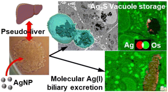Graphical abstract: Deciphering silver nanoparticle fate in liver up to biliary excretion using HepG2/C3A spheroids in scenarios mimicking different exposure pathways