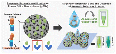 Graphical abstract: Porous silica nanospheres: a nanoplatform towards protein immobilization and cogent design of biosensors for aromatic water pollutant detection