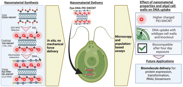Graphical abstract: DNA delivery by high aspect ratio nanomaterials to algal chloroplasts