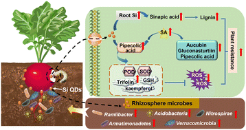 Graphical abstract: Silicon quantum dots promote radish resistance to root herbivores without impairing rhizosphere microenvironment health