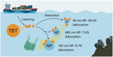 Graphical abstract: Sub-100 nm nanoplastics: potent carriers of tributyltin in marine water