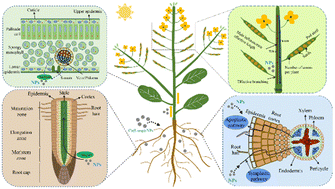 Graphical abstract: Calcium l-aspartate nanoparticles modify the root ultrastructure and improve plant yield in Brassica napus L.