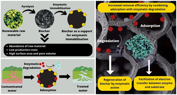 Graphical abstract: Enzyme-coated biochar as a sustainable solution for water and wastewater treatment