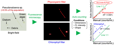Graphical abstract: The rapid counting method for 2-MIB-producing cyanobacteria (Pseudanabaena sp.) using fluorescence detection of phycocyanin pigments in algal cells