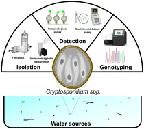 Graphical abstract: Critical evaluation of current isolation, detection, and genotyping methods of Cryptosporidium species and future direction