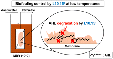 Graphical abstract: Application of psychrotolerant quorum quenching Planococcus versutus sp. L10.15T to membrane bioreactors for biofouling control at low temperatures