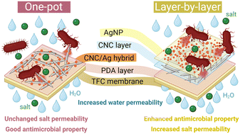 Graphical abstract: Antimicrobial activity of thin-film composite membranes functionalized with cellulose nanocrystals and silver nanoparticles via one-pot deposition and layer-by-layer assembly