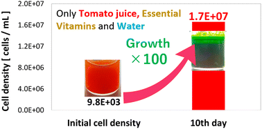 Graphical abstract: Method for growing edible Euglena gracilis in an inexpensive medium with tomato juice to a high cell density equivalent to the density in KH medium