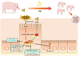 Graphical abstract: Maternal supplementation with glycerol monolaurate improves the intestinal health of suckling piglets by inhibiting the NF-κB/MAPK pathways and improving oxidative stability
