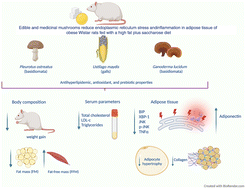 Graphical abstract: Edible and medicinal mushrooms (Pleurotus ostreatus, Ustilago maydis, Ganoderma lucidum) reduce endoplasmic reticulum stress and inflammation in adipose tissue of obese Wistar rats fed with a high fat plus saccharose diet