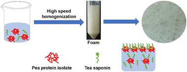 Graphical abstract: Effects of tea saponin on the foaming properties of pea protein