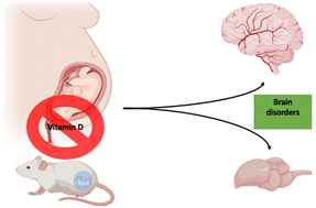 Graphical abstract: Maternal vitamin D deficiency and brain functions: a never-ending story