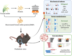 Graphical abstract: Heat-treated foxtail millet protein delayed the development of pre-diabetes to diabetes in mice by altering gut microbiota and metabolomic profiles