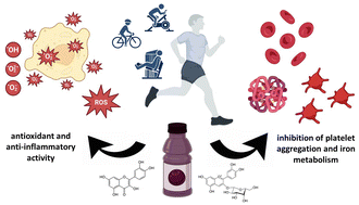 Graphical abstract: How can chokeberry (Aronia) (poly)phenol-rich supplementation help athletes? A systematic review of human clinical trials
